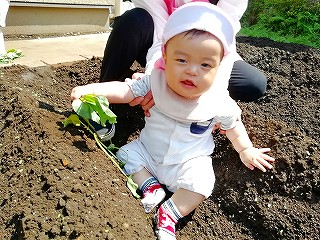 さつまいも🍠の苗植え付け🍃