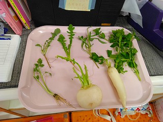 🎍2026年　令和8年のはじまり🎍～お正月あそびと春の七草～